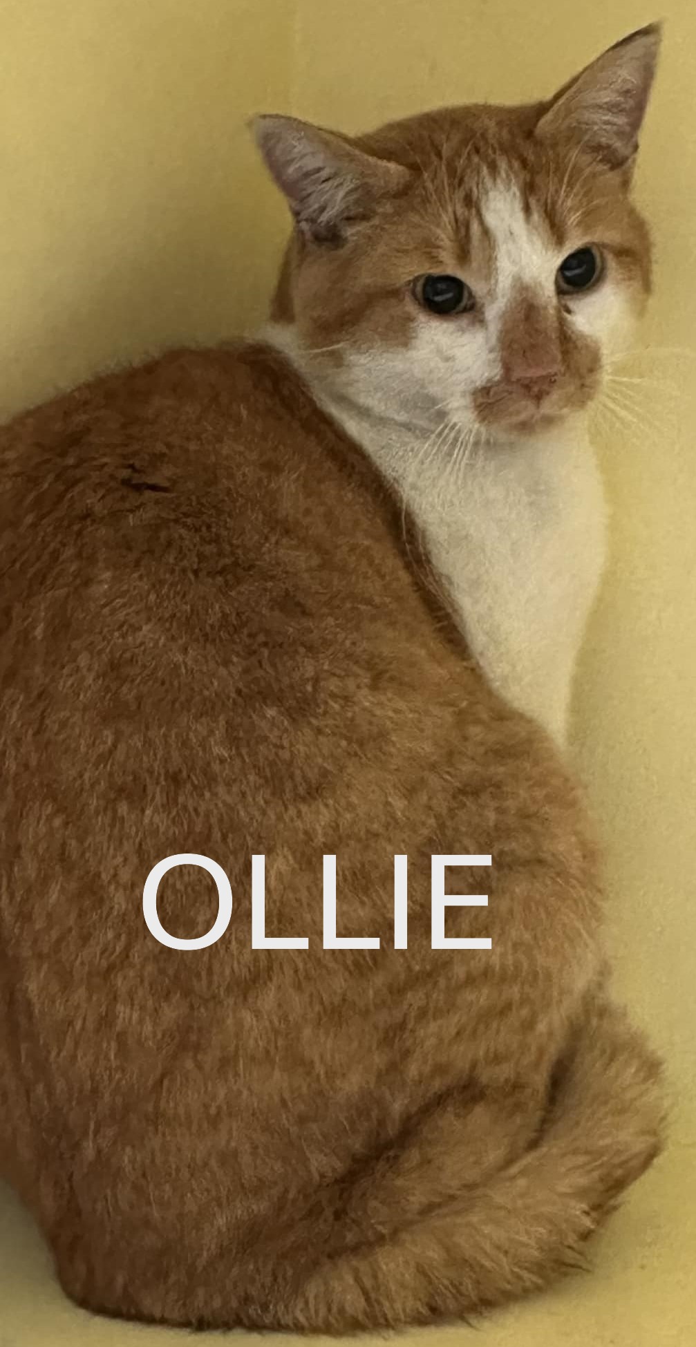 ollie