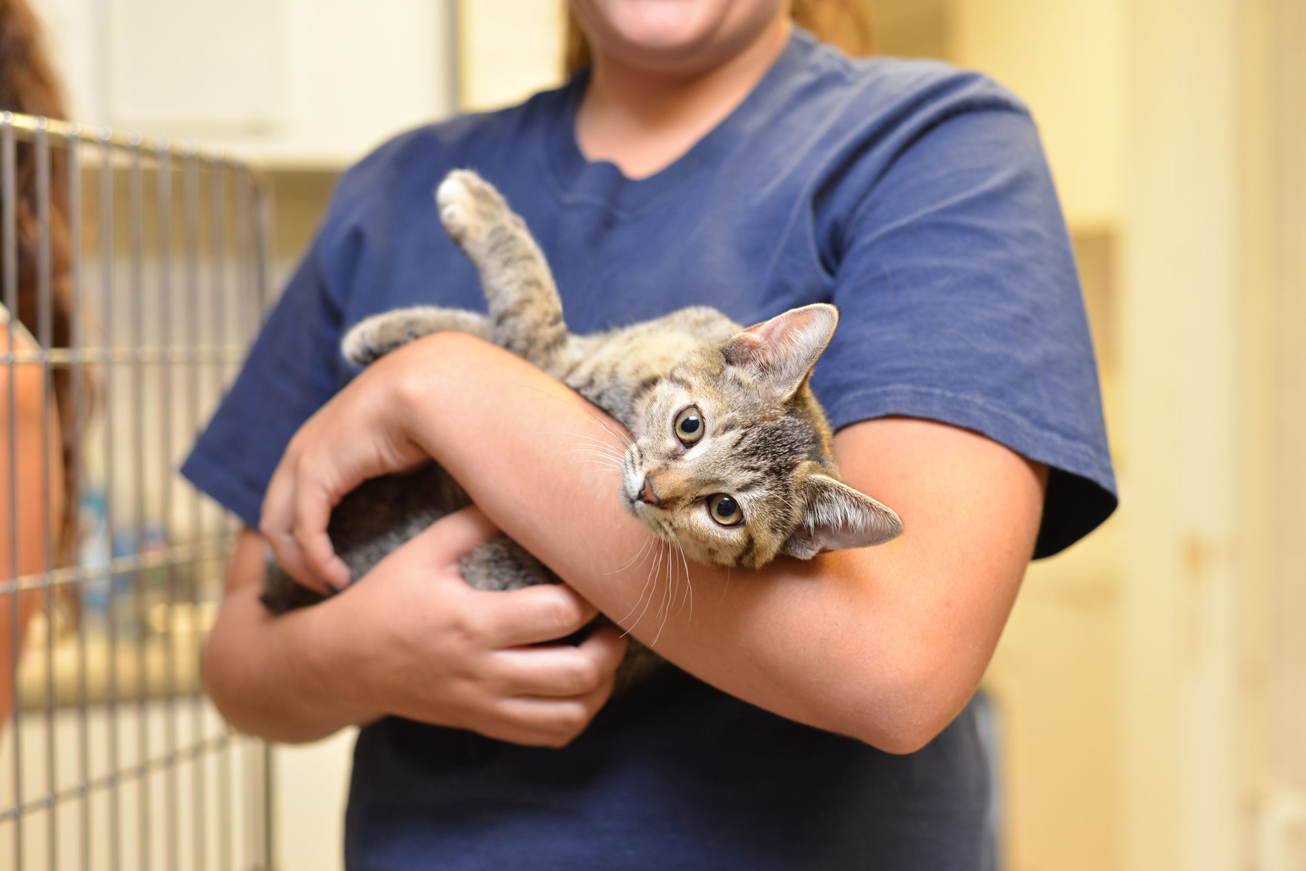 Cat,At,An,Animal,Shelter
