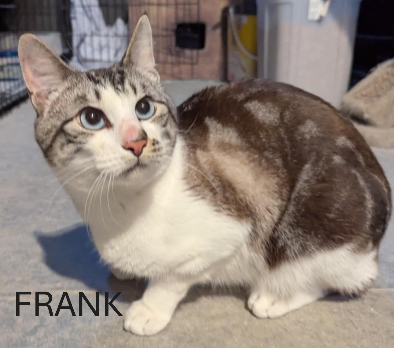 frank