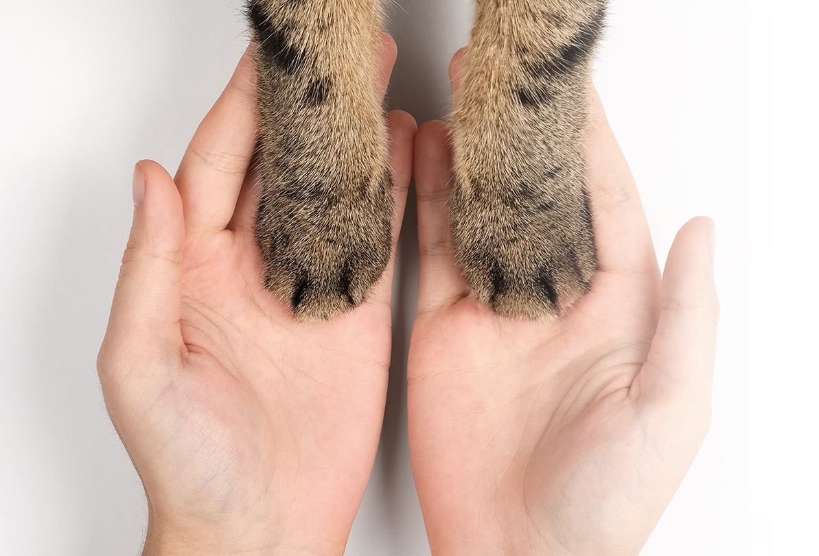 paws3