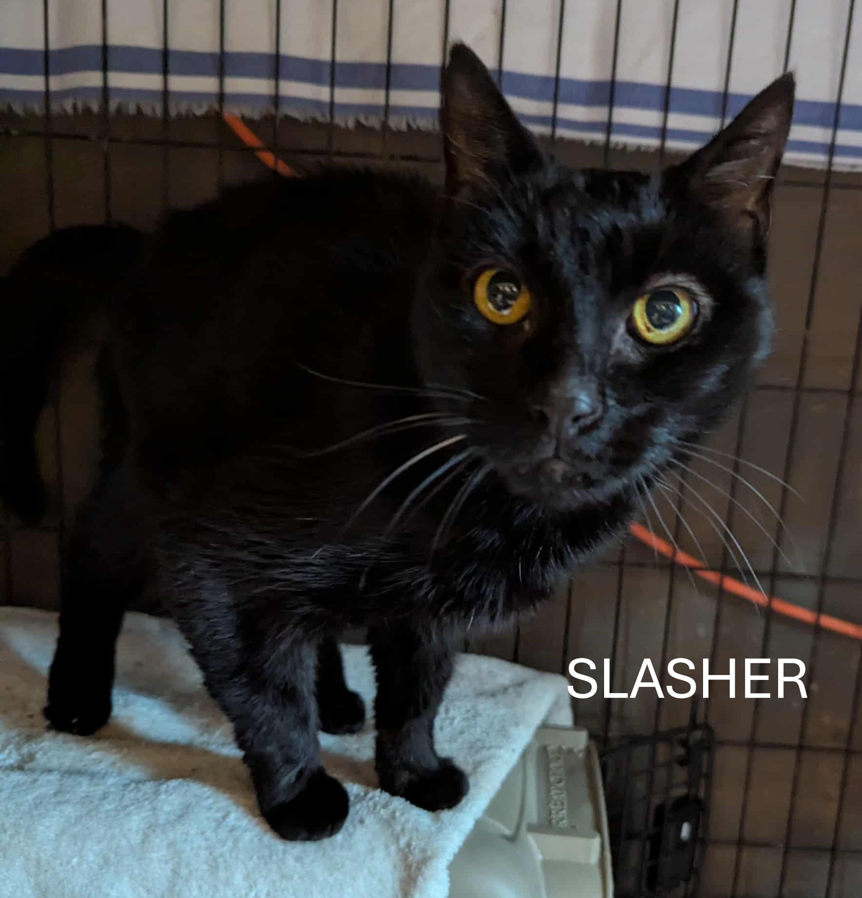 slasher